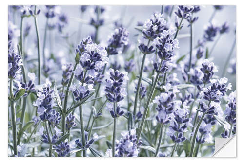 Adesivo murale Pure Lavender