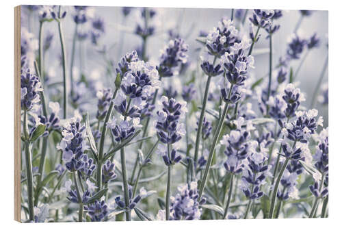 Wood print Pure Lavender