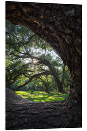 Cuadro de metacrilato Louisiana, live oaks framed - Martin Podt