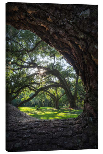 Obraz na płótnie Louisiana, live oaks framed