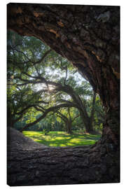 Obraz na płótnie Louisiana, live oaks framed - Martin Podt