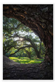 Kunstwerk Louisiana, live oaks framed - Martin Podt