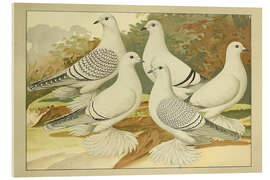 Acrylic print Porcelain Pigeons - Emil Schachtzabel