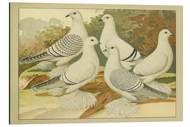 Tableau en aluminium Porcelain Pigeons - Emil Schachtzabel