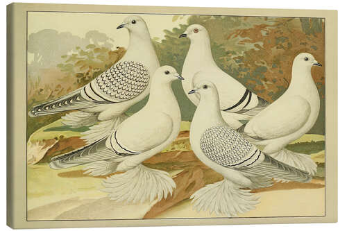 Obraz na płótnie Porcelain Pigeons
