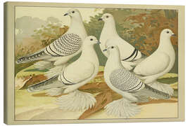 Obraz na płótnie Porcelain Pigeons - Emil Schachtzabel