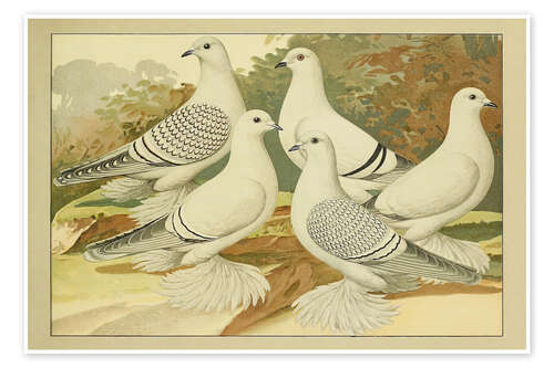 Juliste Porcelain Pigeons