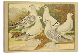 Holzbild Eis- und Porzellantaube - Emil Schachtzabel