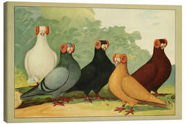 Canvas print Barb - Emil Schachtzabel