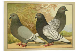 Stampa su alluminio Lynx - Emil Schachtzabel