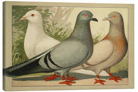 Canvas print Runt - Emil Schachtzabel