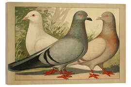 Holzbild Römertaube - Emil Schachtzabel