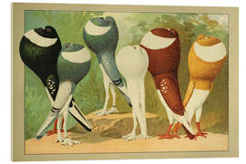 Cuadro de metacrilato Norwich Cropper and Pigmy Pouter - Emil Schachtzabel