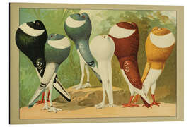 Tableau en aluminium Norwich Cropper and Pigmy Pouter - Emil Schachtzabel