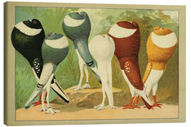 Tableau sur toile Norwich Cropper and Pigmy Pouter - Emil Schachtzabel