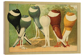 Holzbild Norwich-Kröpfer und Englische Zwergkröpfer - Emil Schachtzabel