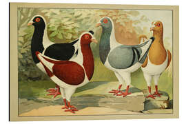 Tableau en aluminium Poule Hongrois - Emil Schachtzabel