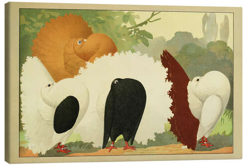 Canvas print Fantail Pigeons