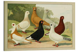 Aluminium print Vienne Tumbler - Emil Schachtzabel