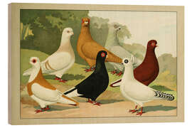 Holzbild Kurzschnäblige Tümmler