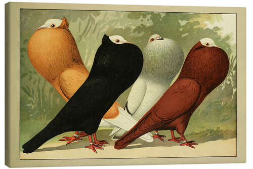 Tableau sur toile Thuringian, Bohemian and Silesian Pouter
