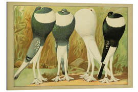 Aluminium print English Pouter