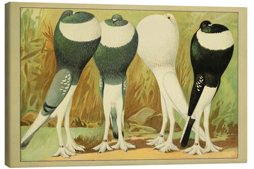 Quadro em tela English Pouter