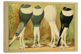 Holzbild Englische Kröpfer