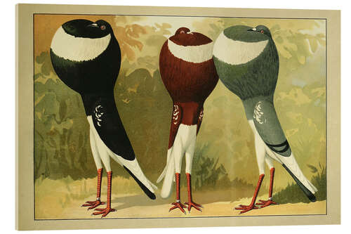 Cuadro de metacrilato French Pouter