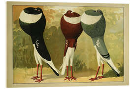 Cuadro de metacrilato French Pouter - Emil Schachtzabel