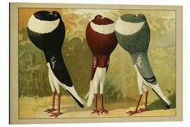 Aluminium print French Pouter