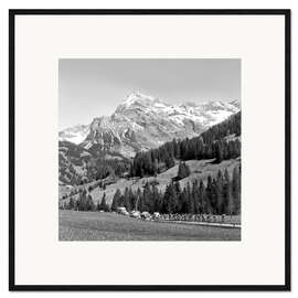 Framed art print Cycling Tour De Romandie 1955