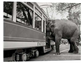 Tableau en verre acrylique Elephant Sahib tries to get on a tram, Zurich, 1978