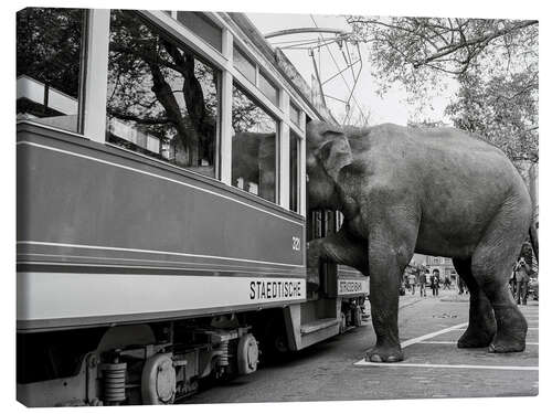 Lerretsbilde Elephant Sahib tries to get on a tram, Zurich, 1978