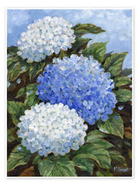 Wall print Impressions of Hydrangeas - Paul Brent