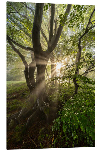 Obraz na szkle akrylowym Forest Mist