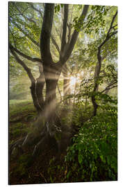 Alubild Nebelwald - Mikolaj Gospodarek