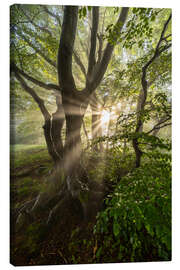 Tableau sur toile Forest Mist - Mikolaj Gospodarek