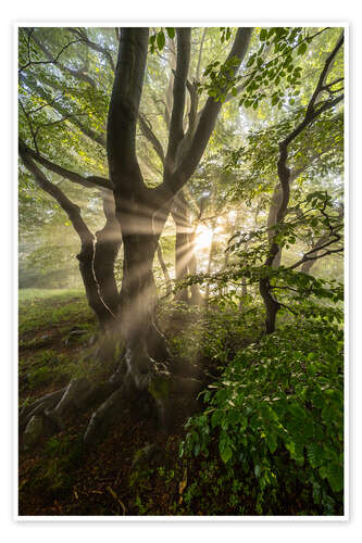 Juliste Forest Mist