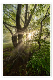 Obraz Forest Mist - Mikolaj Gospodarek