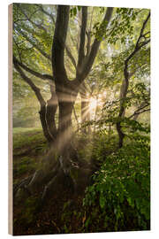 Wood print Forest Mist - Mikolaj Gospodarek