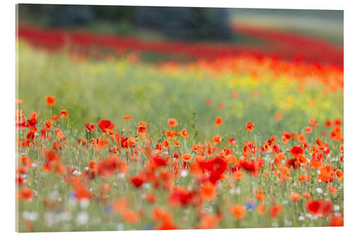 Akrylbilde Small poppy field