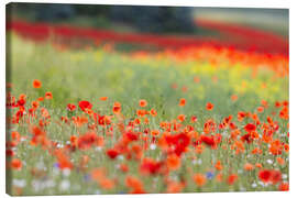 Obraz na płótnie Small poppy field - Moqui, Daniela Beyer