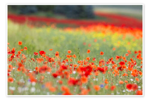 Póster Small poppy field