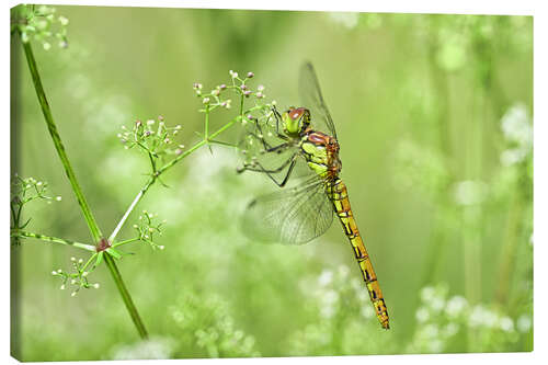 Obraz na płótnie Dragonfly in the meadow