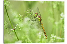 Gallery Print Libelle in der Wiese