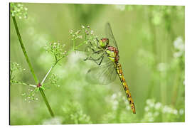 Magnettafel Libelle in der Wiese