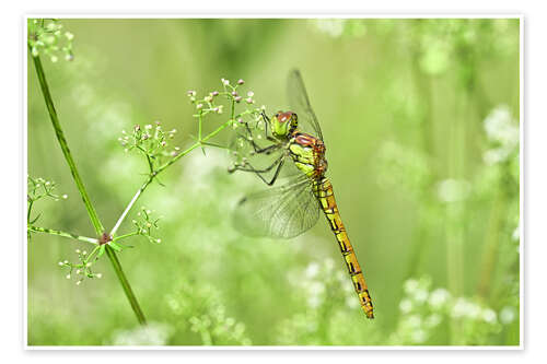 Póster Dragonfly in the meadow