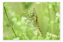 Wall print Dragonfly in the meadow - Bernhard Kaiser