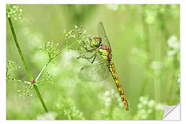 Wandsticker Libelle in der Wiese